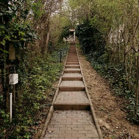 Csillagvirag *